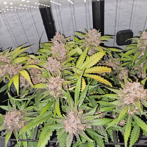PURPLE LEMONADE AUTO growlog photo: Purple Lemonade Auto von Fast Buds Grow 