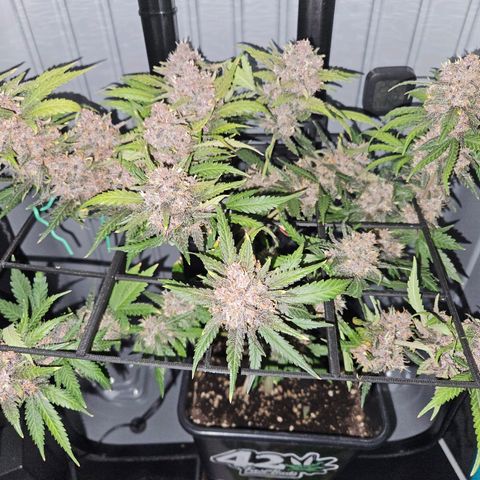 PURPLE LEMONADE AUTO growlog photo: Purple Lemonade Auto von Fast Buds Grow 