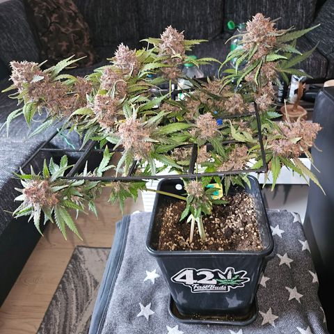 PURPLE LEMONADE AUTO growlog photo: Purple Lemonade Auto von Fast Buds Grow 