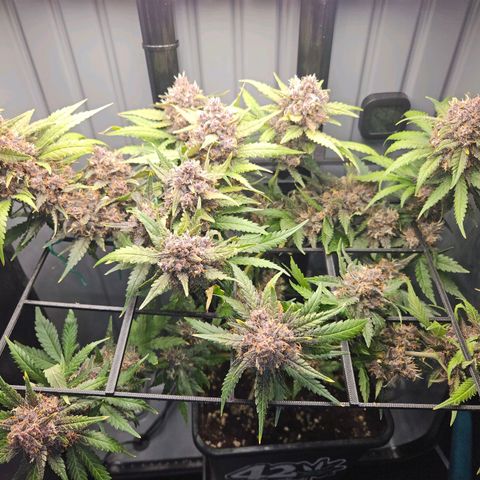 PURPLE LEMONADE AUTO growlog photo: Purple Lemonade Auto von Fast Buds Grow 