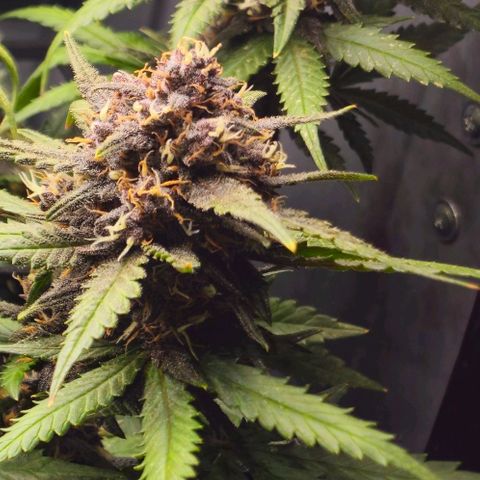 PURPLE LEMONADE AUTO growlog photo