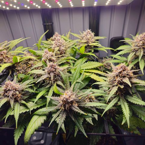 PURPLE LEMONADE AUTO growlog photo