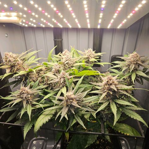 PURPLE LEMONADE AUTO growlog timeline photo
