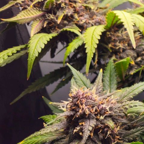 PURPLE LEMONADE AUTO growlog timeline photo