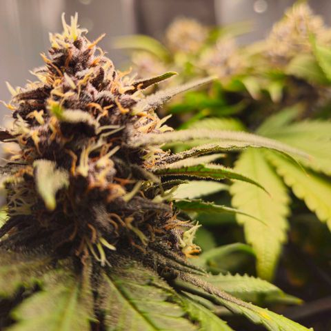 PURPLE LEMONADE AUTO growlog timeline photo
