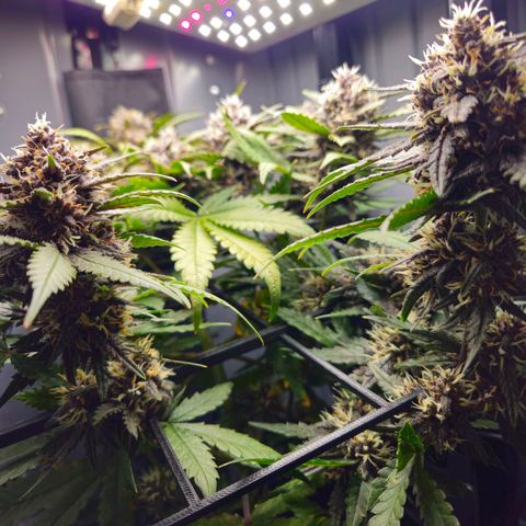 PURPLE LEMONADE AUTO growlog timeline photo