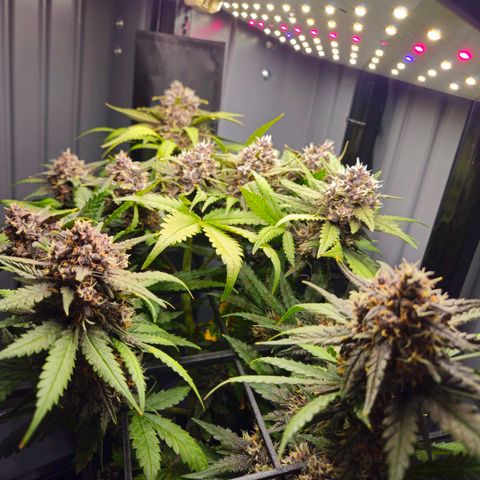 PURPLE LEMONADE AUTO growlog timeline photo