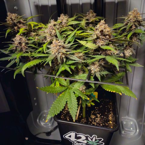 PURPLE LEMONADE AUTO growlog timeline photo