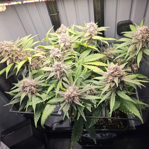 PURPLE LEMONADE AUTO growlog timeline photo