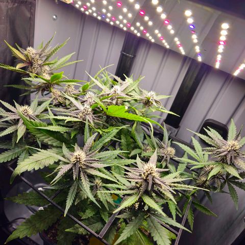 PURPLE LEMONADE AUTO growlog timeline photo
