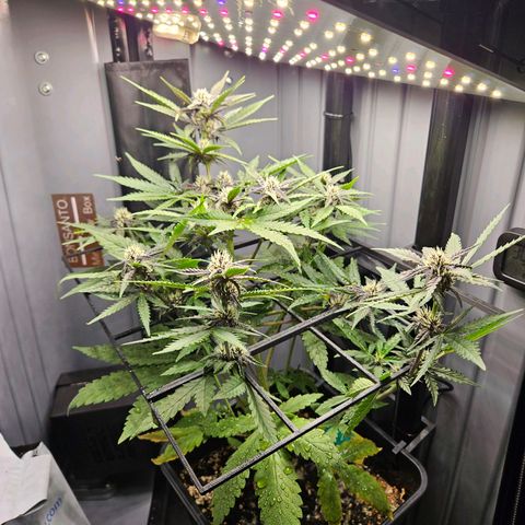PURPLE LEMONADE AUTO growlog timeline photo