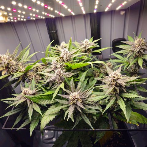 PURPLE LEMONADE AUTO growlog timeline photo
