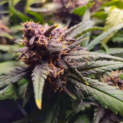 PURPLE LEMONADE AUTO growlog timeline photo