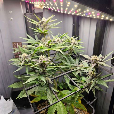 PURPLE LEMONADE AUTO growlog timeline photo