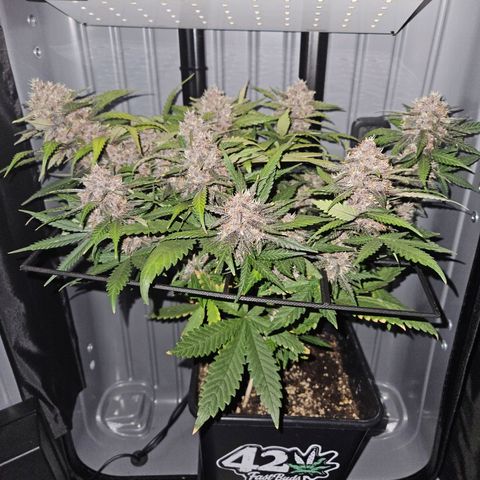 PURPLE LEMONADE AUTO growlog timeline photo