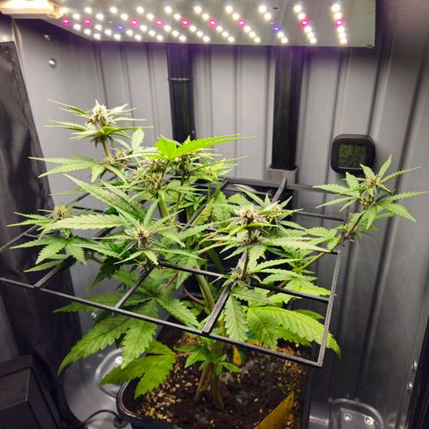 PURPLE LEMONADE AUTO growlog photo