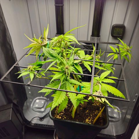 PURPLE LEMONADE AUTO growlog timeline photo