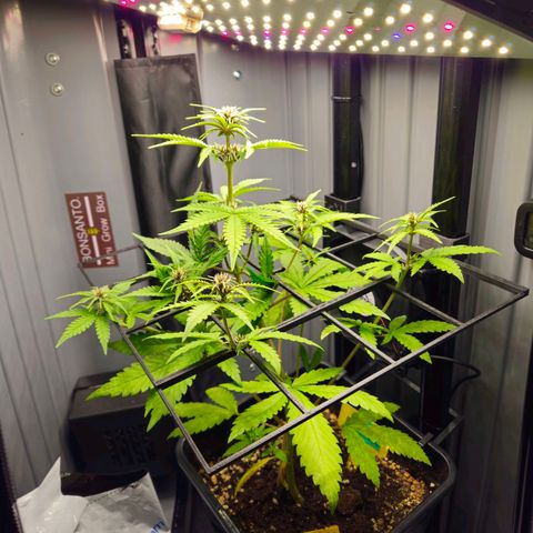 PURPLE LEMONADE AUTO growlog timeline photo