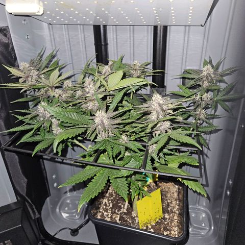PURPLE LEMONADE AUTO growlog timeline photo