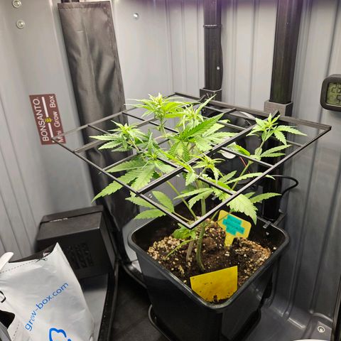 PURPLE LEMONADE AUTO growlog timeline photo
