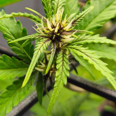 PURPLE LEMONADE AUTO growlog timeline photo