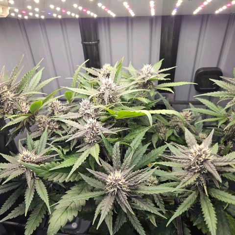 PURPLE LEMONADE AUTO growlog timeline photo