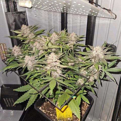 PURPLE LEMONADE AUTO growlog timeline photo