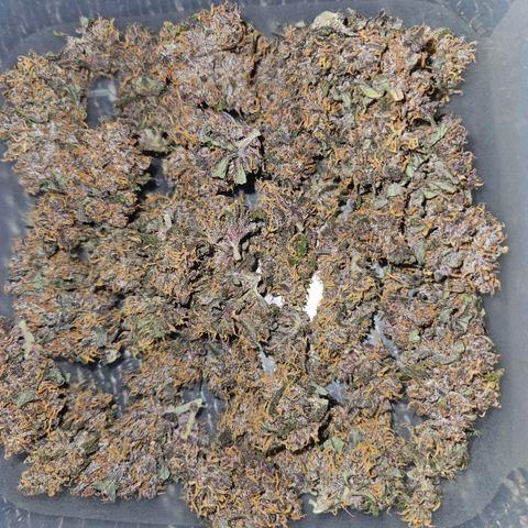 PURPLE LEMONADE AUTO growlog photo