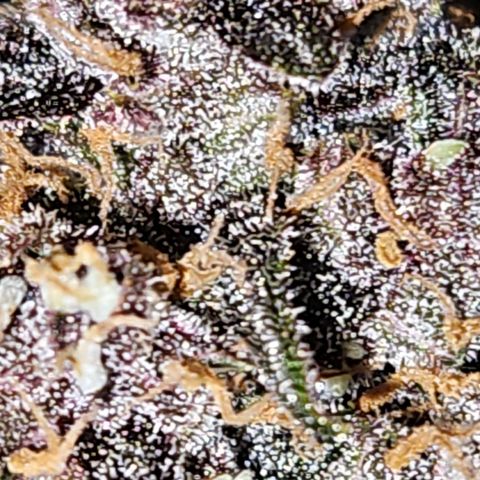 PURPLE LEMONADE AUTO growlog timeline photo