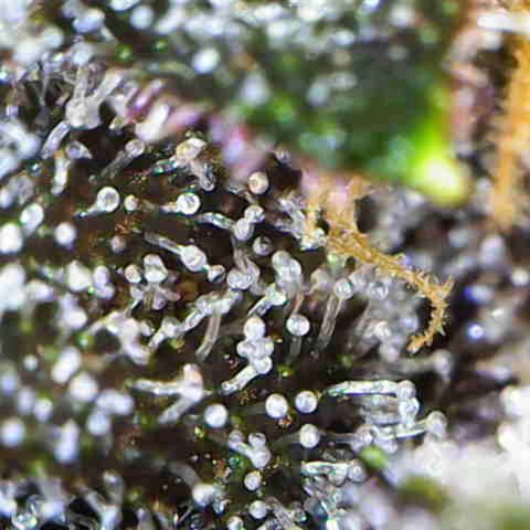 PURPLE LEMONADE AUTO growlog timeline photo