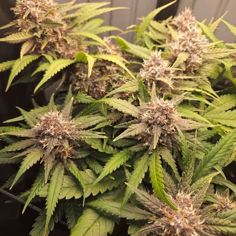 PURPLE LEMONADE AUTO growlog timeline photo