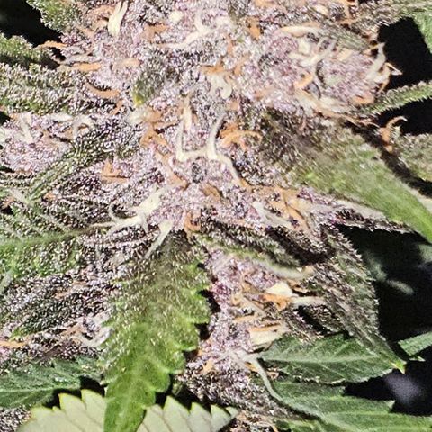 PURPLE LEMONADE AUTO growlog timeline photo