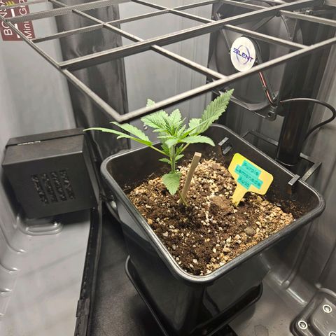 PURPLE LEMONADE AUTO growlog timeline photo