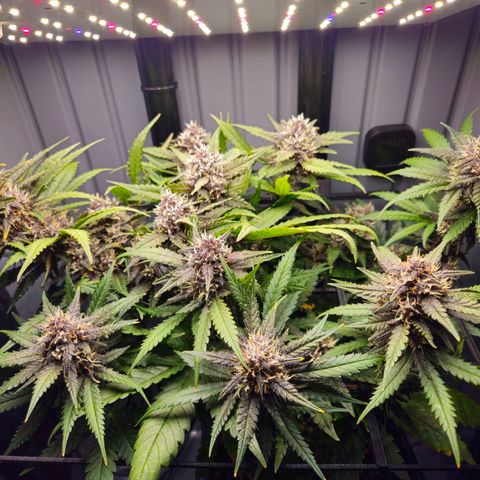 PURPLE LEMONADE AUTO growlog timeline photo
