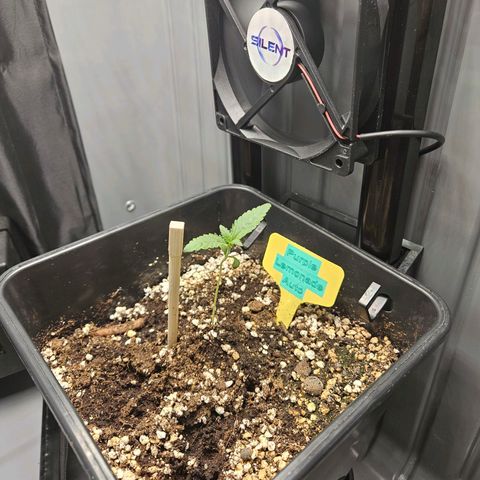 PURPLE LEMONADE AUTO growlog timeline photo