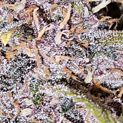 PURPLE LEMONADE AUTO growlog timeline photo
