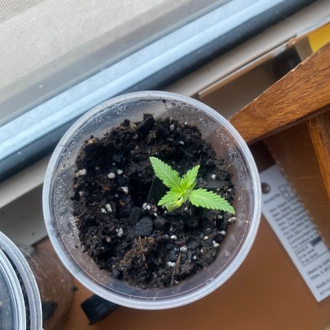 Alice growlog timeline photo