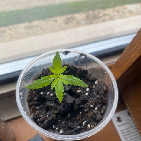 Alice growlog timeline photo