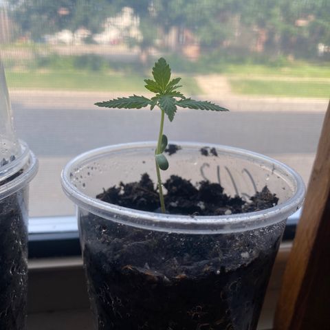 Alice growlog timeline photo