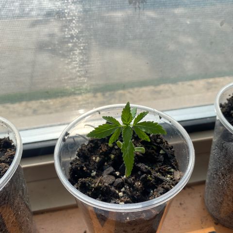 Alice growlog timeline photo