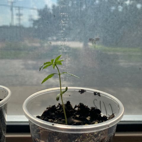 Alice growlog timeline photo