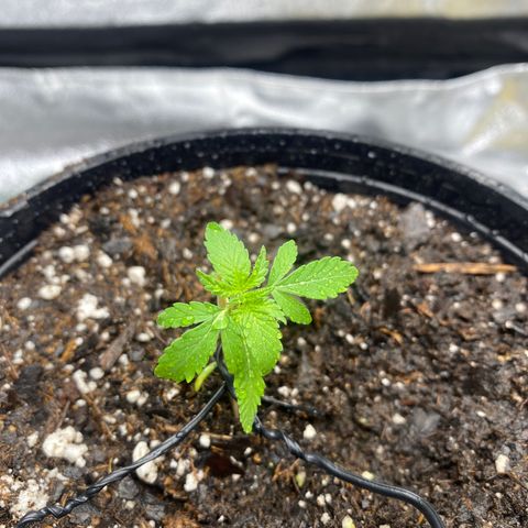 Alice growlog photo: Used toothpicks to stabilize stem