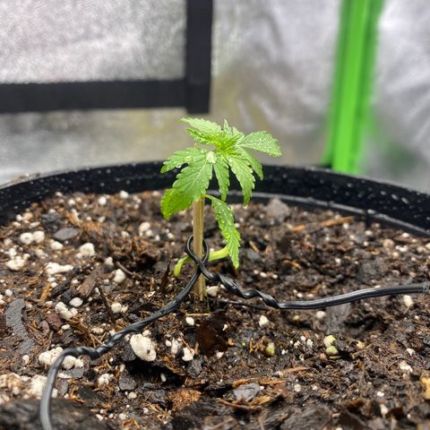 Alice growlog photo: Used toothpicks to stabilize stem