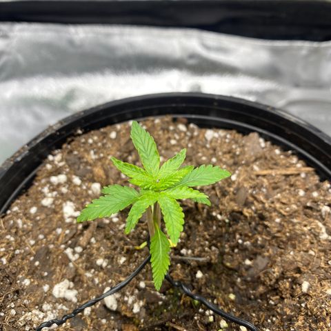 Alice growlog timeline photo