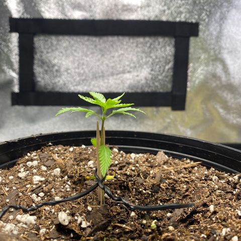 Alice growlog timeline photo