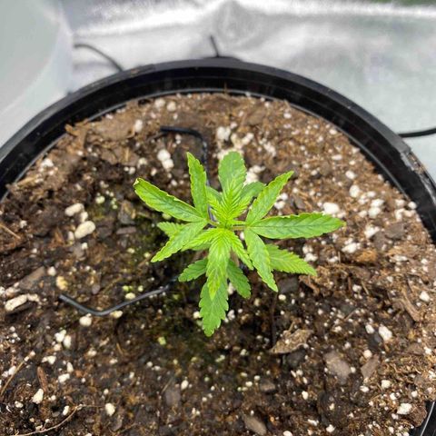 Alice growlog photo: Some leaves curling- unknown cause 