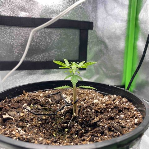 Alice growlog photo: Some leaves curling- unknown cause 