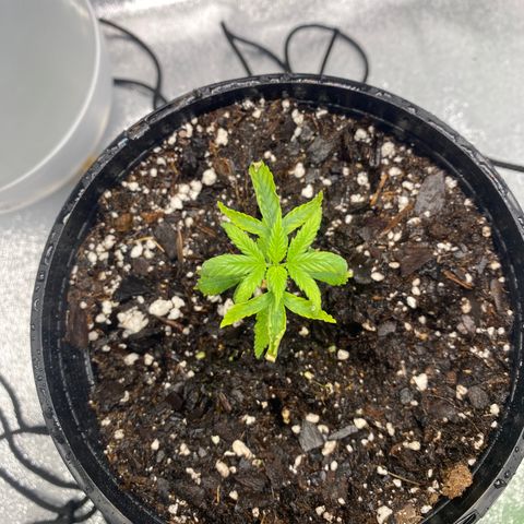 Alice growlog timeline photo