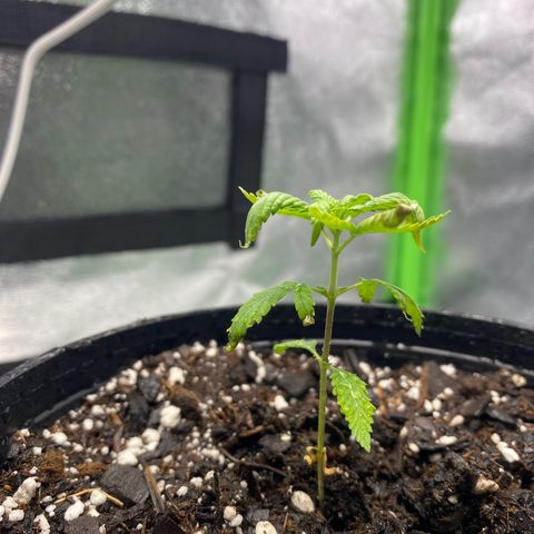 Alice growlog timeline photo