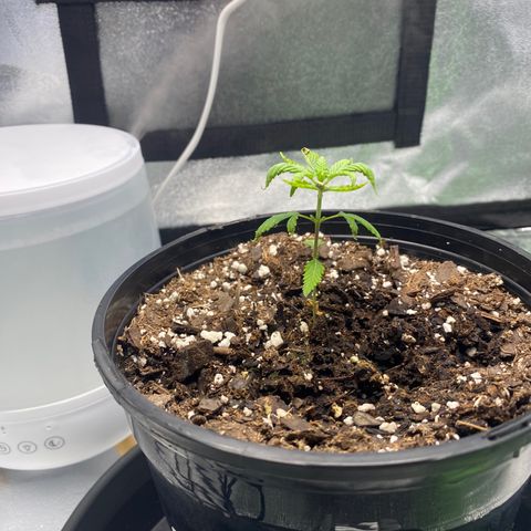 Alice growlog timeline photo